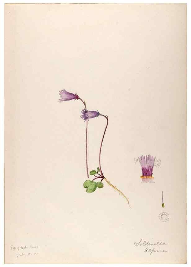 Reproducción/Reproduction 48792814022: [Water-color sketches of plants of North America and Europe]. . 