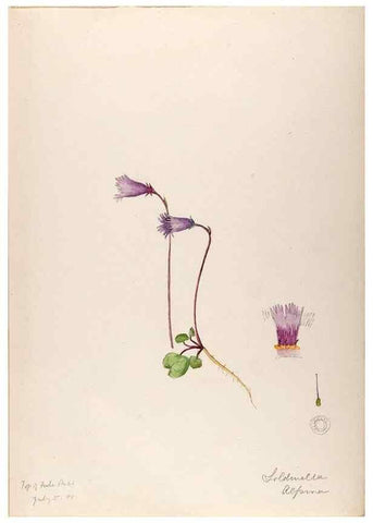 Reproducción/Reproduction 48792814022: [Water-color sketches of plants of North America and Europe]. . 