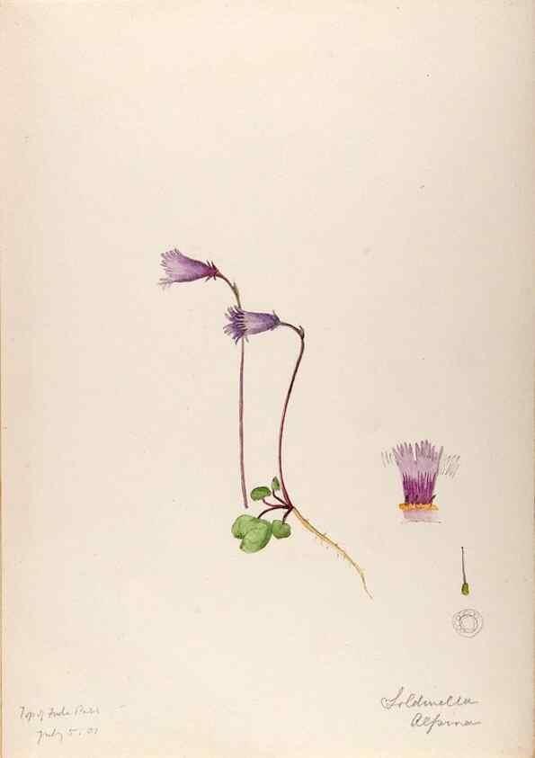 Reproducción/Reproduction 48792814022: [Water-color sketches of plants of North America and Europe]. . 