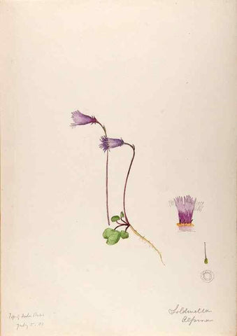 Reproducción/Reproduction 48792814022: [Water-color sketches of plants of North America and Europe]. . 