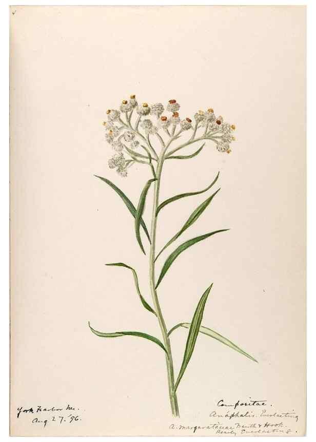 Reproducción/Reproduction 48789480587: [Water-color sketches of plants of North America and Europe]. . 