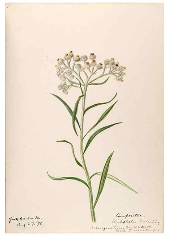 Reproducción/Reproduction 48789480587: [Water-color sketches of plants of North America and Europe]. . 