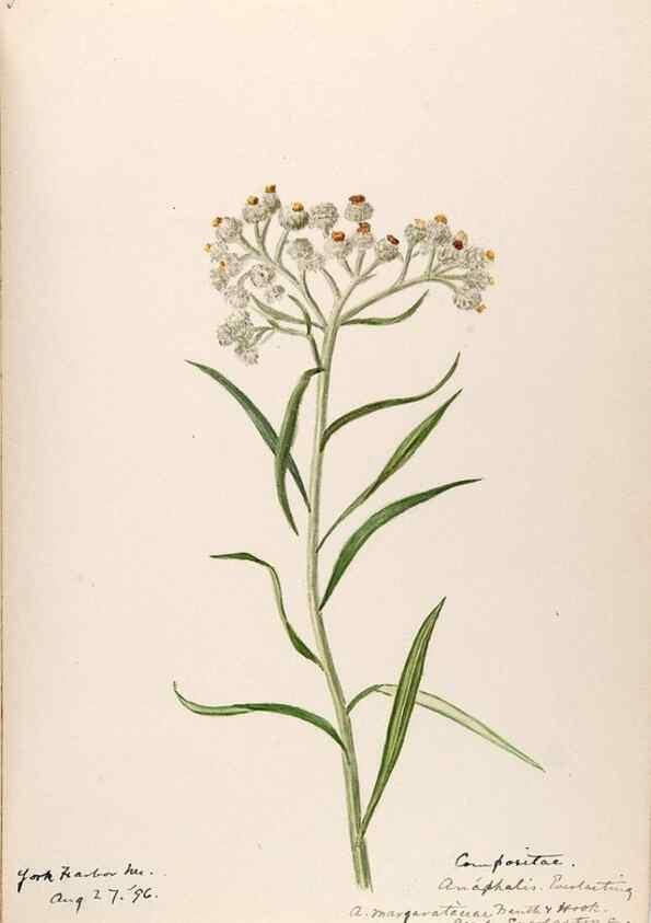 Reproducción/Reproduction 48789480587: [Water-color sketches of plants of North America and Europe]. . 