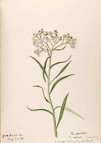 Reproducción/Reproduction 48789480587: [Water-color sketches of plants of North America and Europe]. . 