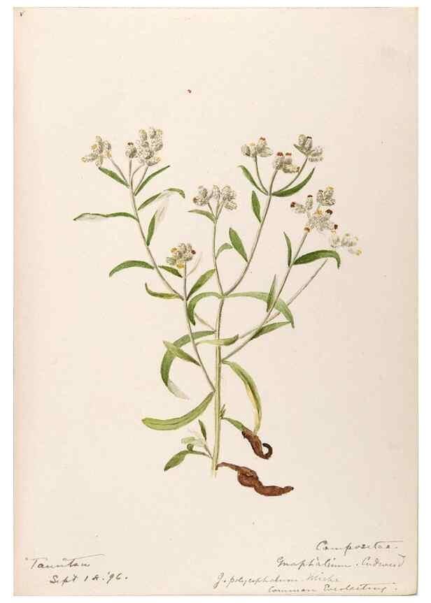 Reproducción/Reproduction 48789481007: [Water-color sketches of plants of North America and Europe]. . 