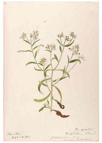 Reproducción/Reproduction 48789481007: [Water-color sketches of plants of North America and Europe]. . 