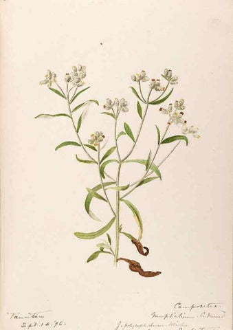Reproducción/Reproduction 48789481007: [Water-color sketches of plants of North America and Europe]. . 