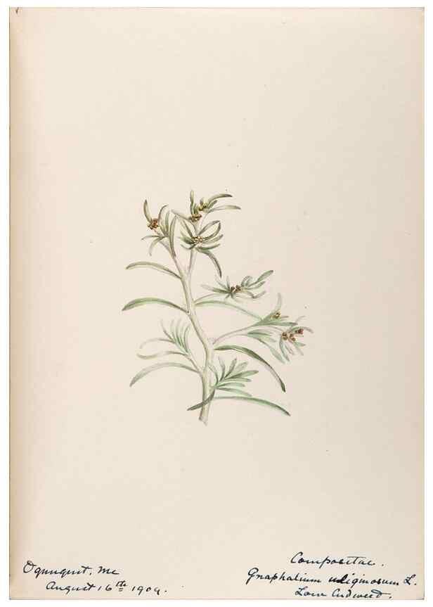 Reproducción/Reproduction 48788972803: [Water-color sketches of plants of North America and Europe]. . 