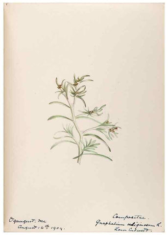 Reproducción/Reproduction 48788972803: [Water-color sketches of plants of North America and Europe]. . 