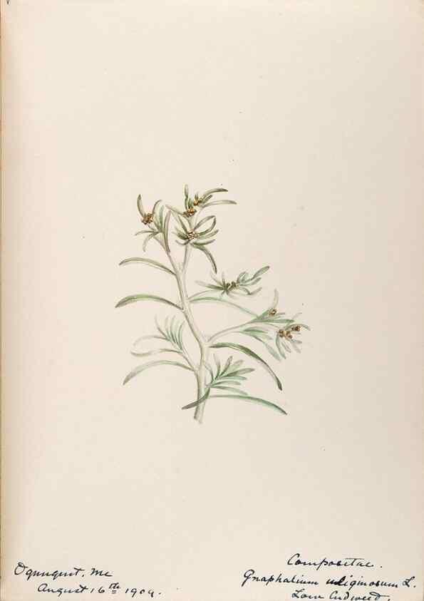Reproducción/Reproduction 48788972803: [Water-color sketches of plants of North America and Europe]. . 