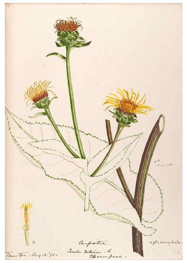 Reproducción/Reproduction 48789335131: [Water-color sketches of plants of North America and Europe]. . 