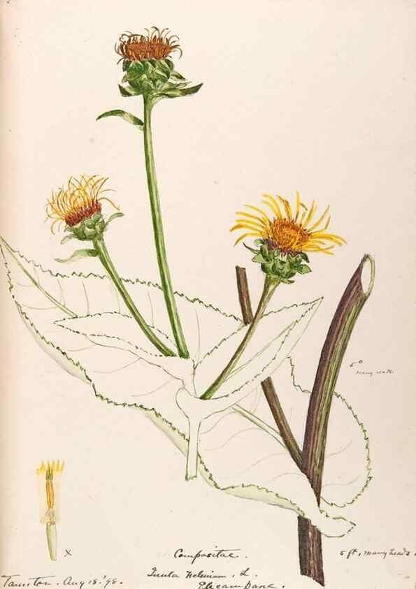 Reproducción/Reproduction 48789335131: [Water-color sketches of plants of North America and Europe]. . 