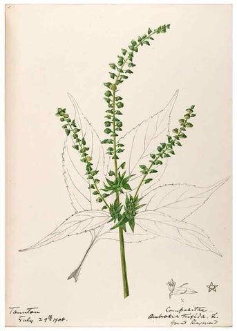 Reproducción/Reproduction 48789335521: [Water-color sketches of plants of North America and Europe]. . 