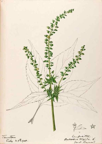 Reproducción/Reproduction 48789335521: [Water-color sketches of plants of North America and Europe]. . 