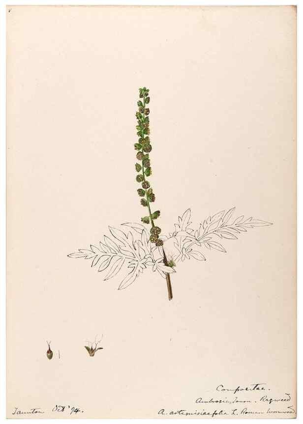 Reproducción/Reproduction 48788973738: [Water-color sketches of plants of North America and Europe]. . 