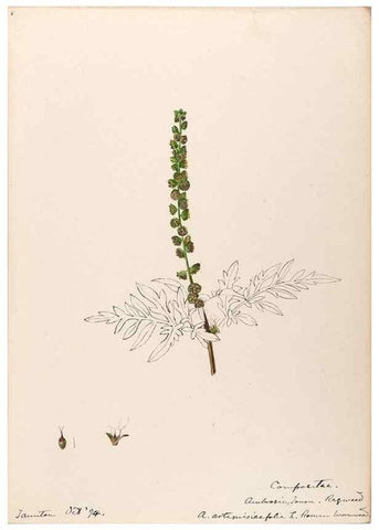 Reproducción/Reproduction 48788973738: [Water-color sketches of plants of North America and Europe]. . 