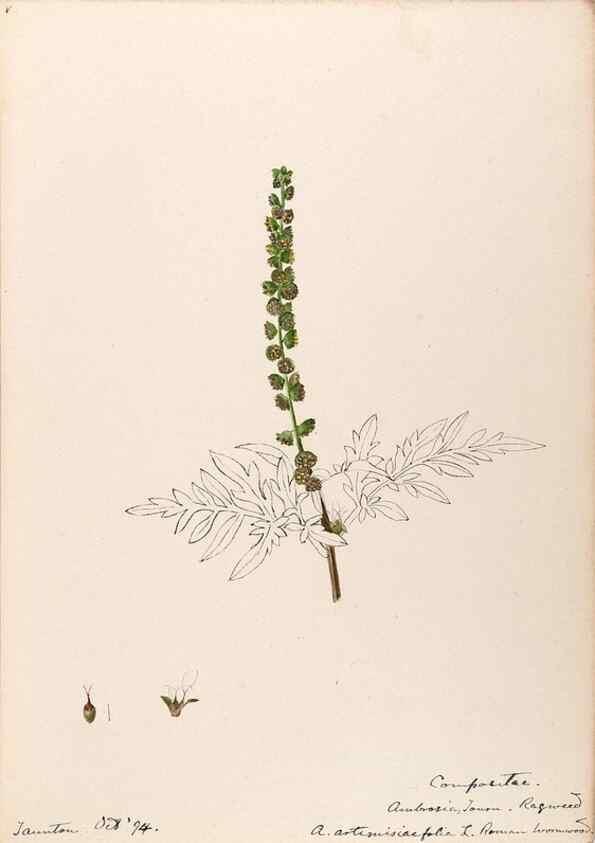 Reproducción/Reproduction 48788973738: [Water-color sketches of plants of North America and Europe]. . 