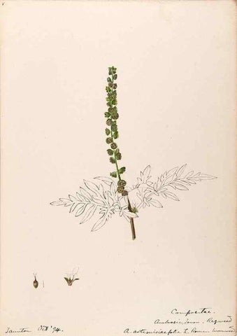 Reproducción/Reproduction 48788973738: [Water-color sketches of plants of North America and Europe]. . 