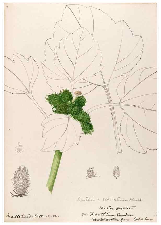 Reproducción/Reproduction 48789482637: [Water-color sketches of plants of North America and Europe]. . 