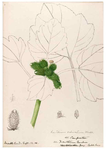 Reproducción/Reproduction 48789482637: [Water-color sketches of plants of North America and Europe]. . 