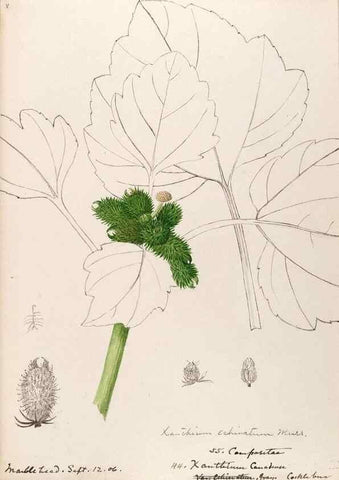 Reproducción/Reproduction 48789482637: [Water-color sketches of plants of North America and Europe]. . 