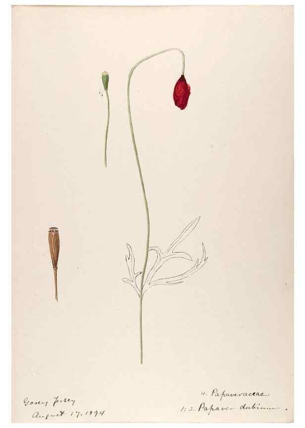 Reproducción/Reproduction 48792677041: [Water-color sketches of plants of North America and Europe]. . 