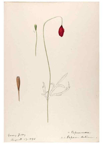 Reproducción/Reproduction 48792677041: [Water-color sketches of plants of North America and Europe]. . 