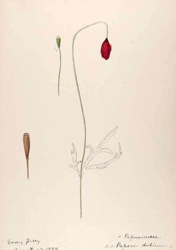 Reproducción/Reproduction 48792677041: [Water-color sketches of plants of North America and Europe]. . 