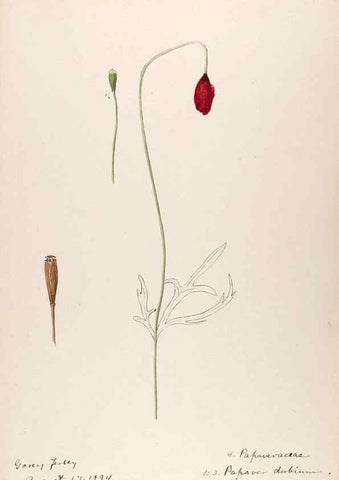 Reproducción/Reproduction 48792677041: [Water-color sketches of plants of North America and Europe]. . 