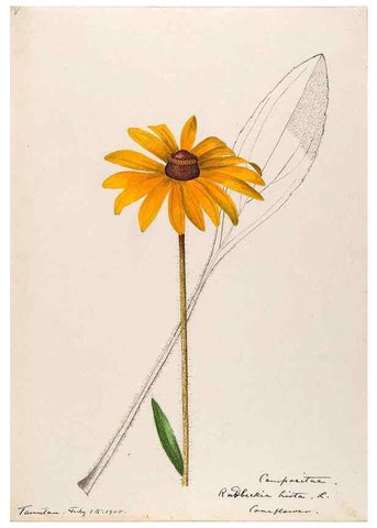 Reproducción/Reproduction 48789482992: [Water-color sketches of plants of North America and Europe]. . 