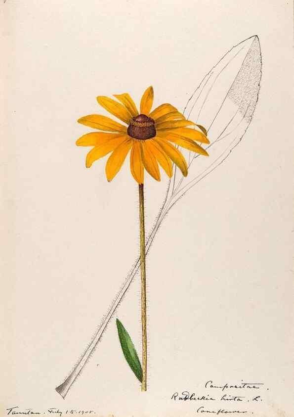 Reproducción/Reproduction 48789482992: [Water-color sketches of plants of North America and Europe]. . 
