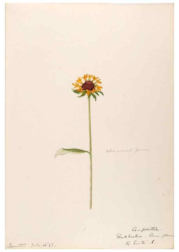 Reproducción/Reproduction 48789483677: [Water-color sketches of plants of North America and Europe]. . 