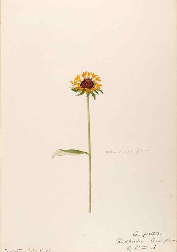 Reproducción/Reproduction 48789483677: [Water-color sketches of plants of North America and Europe]. . 
