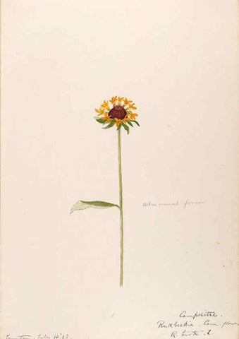 Reproducción/Reproduction 48789483677: [Water-color sketches of plants of North America and Europe]. . 