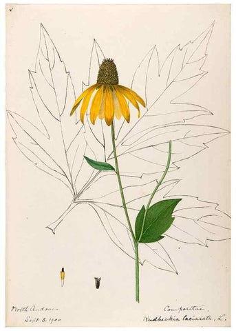 Reproducción/Reproduction 48789484057: [Water-color sketches of plants of North America and Europe]. . 