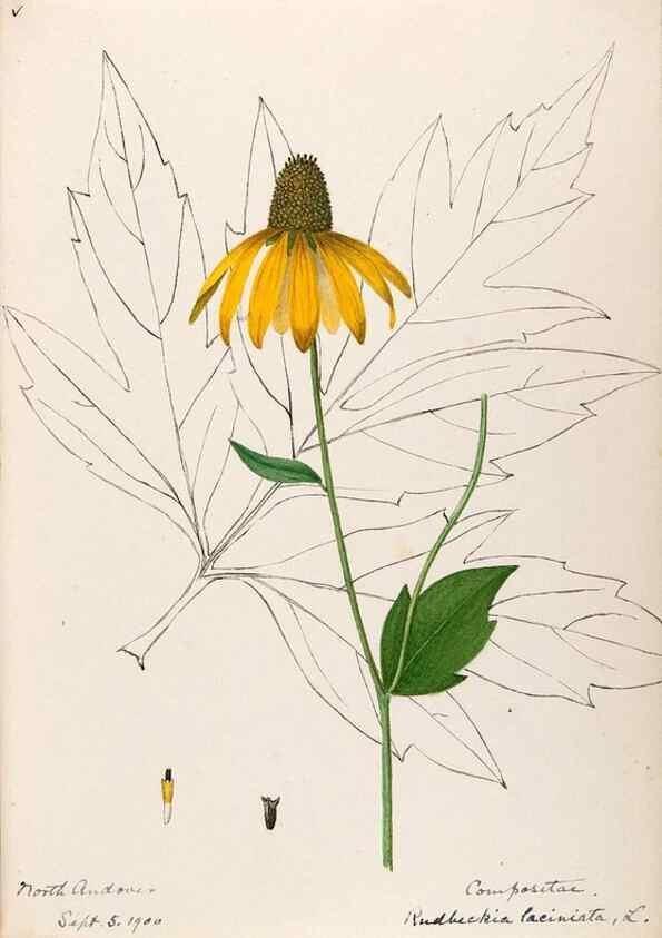 Reproducción/Reproduction 48789484057: [Water-color sketches of plants of North America and Europe]. . 