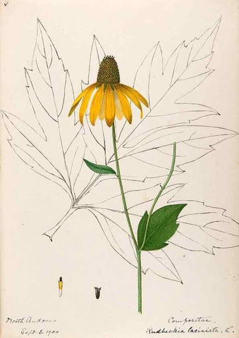 Reproducción/Reproduction 48789484057: [Water-color sketches of plants of North America and Europe]. . 