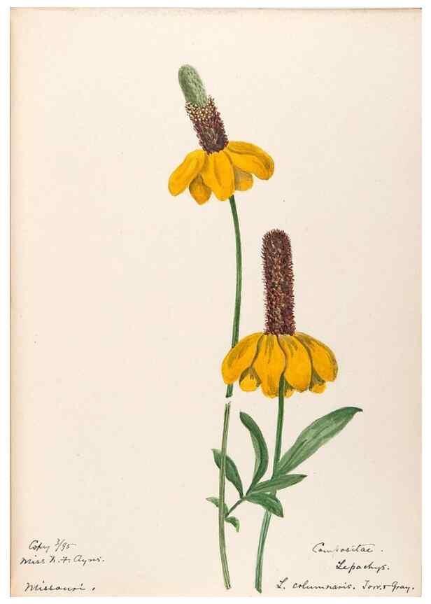 Reproducción/Reproduction 48789338126: [Water-color sketches of plants of North America and Europe]. . 
