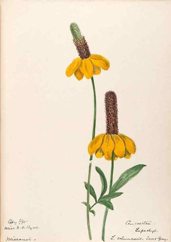 Reproducción/Reproduction 48789338126: [Water-color sketches of plants of North America and Europe]. . 