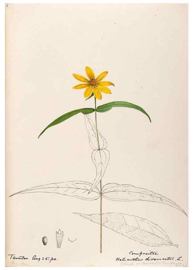 Reproducción/Reproduction 48789484767: [Water-color sketches of plants of North America and Europe]. . 