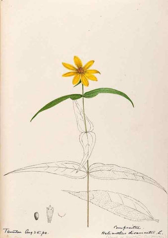 Reproducción/Reproduction 48789484767: [Water-color sketches of plants of North America and Europe]. . 