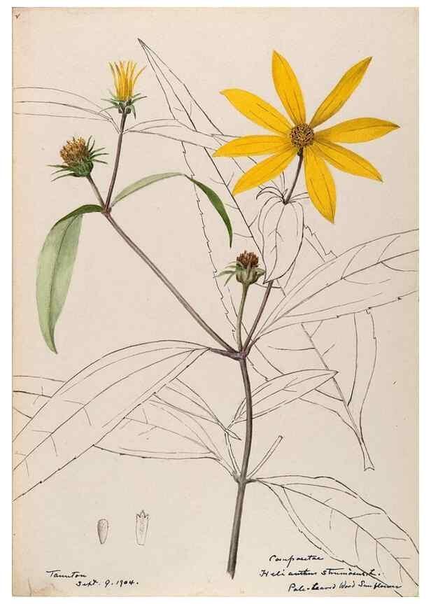 Reproducción/Reproduction 48788976338: [Water-color sketches of plants of North America and Europe]. . 