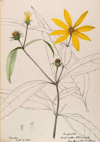 Reproducción/Reproduction 48788976338: [Water-color sketches of plants of North America and Europe]. . 