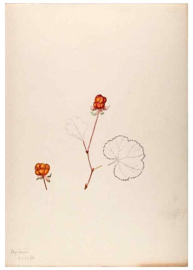 Reproducción/Reproduction 48792813452: [Water-color sketches of plants of North America and Europe]. . 