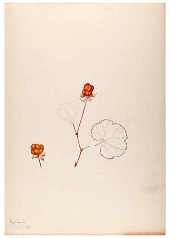 Reproducción/Reproduction 48792813452: [Water-color sketches of plants of North America and Europe]. . 