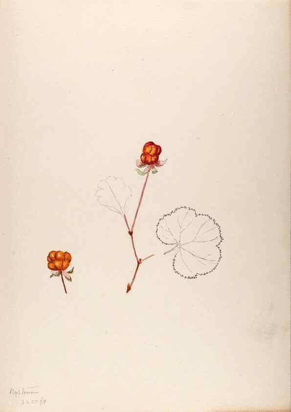 Reproducción/Reproduction 48792813452: [Water-color sketches of plants of North America and Europe]. . 