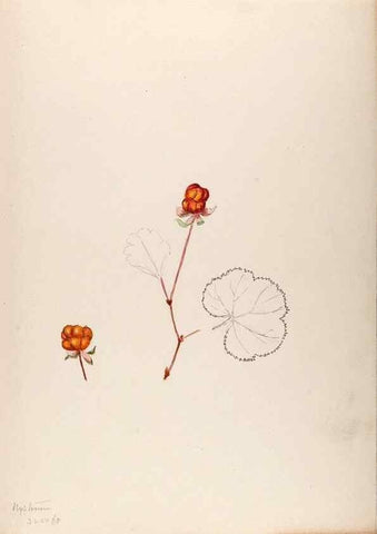 Reproducción/Reproduction 48792813452: [Water-color sketches of plants of North America and Europe]. . 