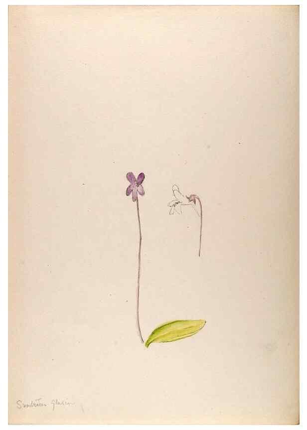 Reproducción/Reproduction 48792671916: [Water-color sketches of plants of North America and Europe]. . 