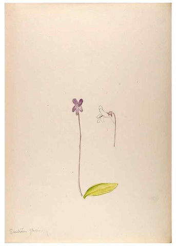 Reproducción/Reproduction 48792671916: [Water-color sketches of plants of North America and Europe]. . 
