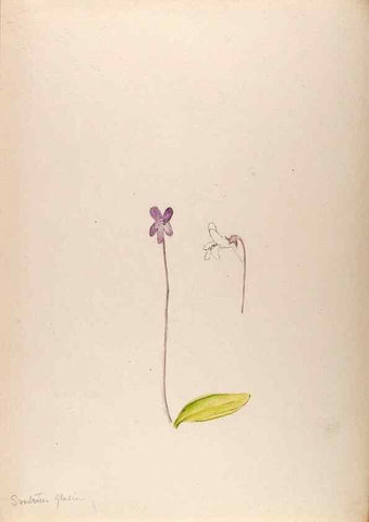 Reproducción/Reproduction 48792671916: [Water-color sketches of plants of North America and Europe]. . 